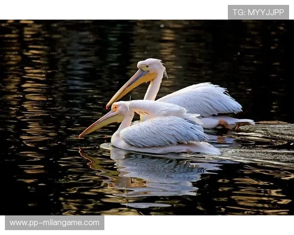 _鹈鹕激情飙升，实力不断增强_，鹈鹕又名